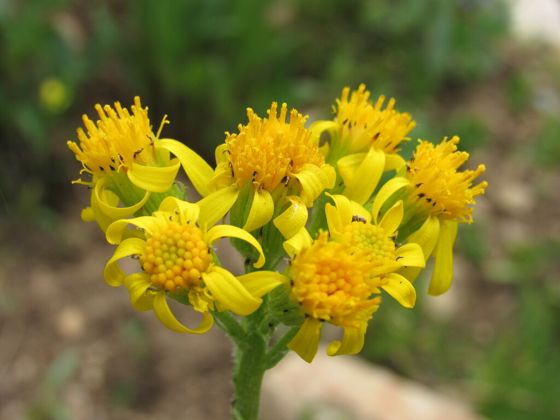 Tall western groundsel (Senecio integerrimus)