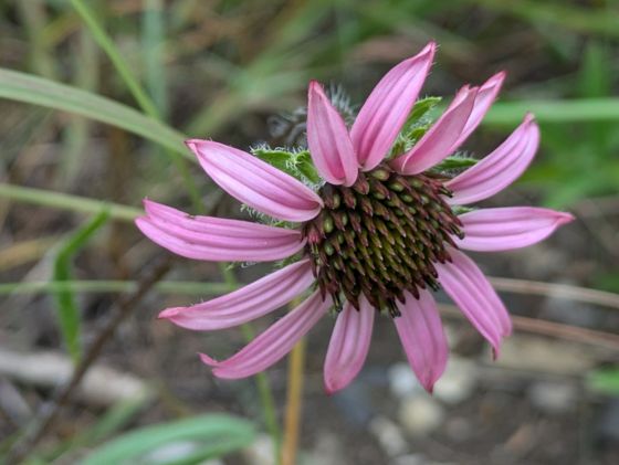 Tennessee purple coneflower