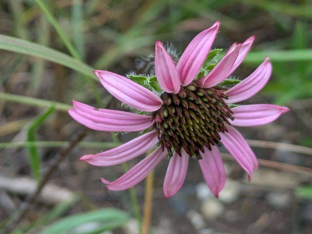 Tennessee purple coneflower (Echinacea tennesseensis)