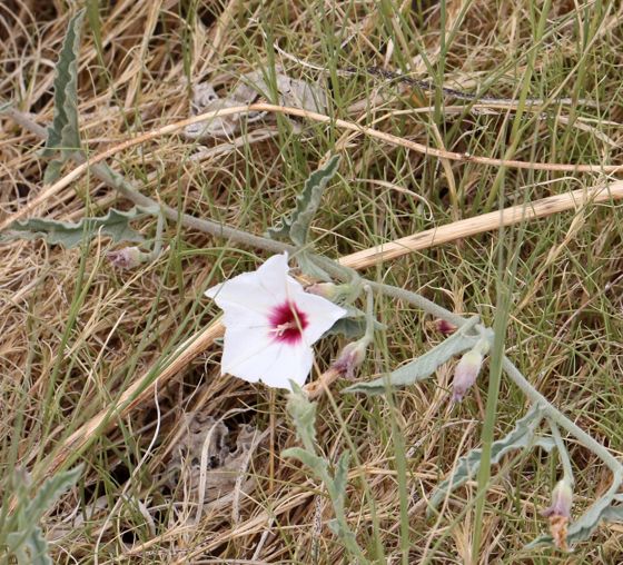 Texas bindweed (Convolvulus equitans)
