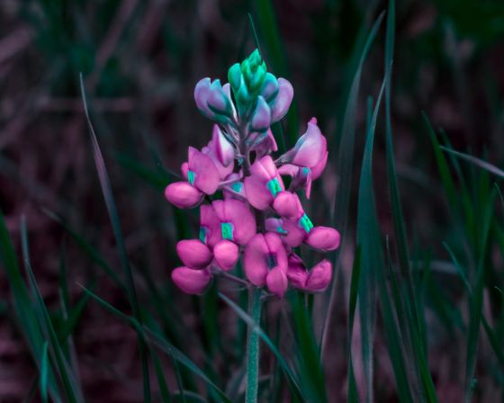 Texas bluebonnet (Lupinus texensis)