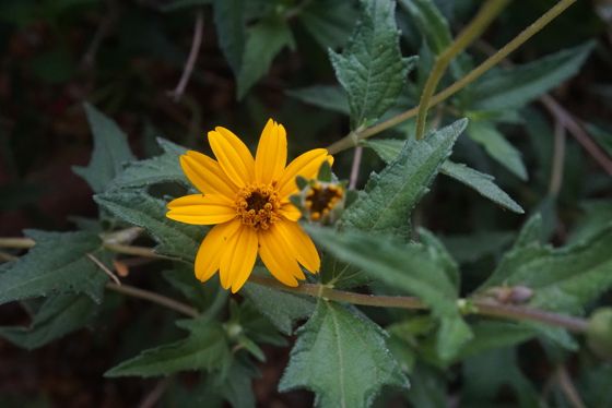 Texas creeping-oxeye (Wedelia hispida)
