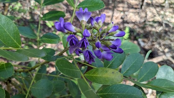 Texas mountain laurel (Dermatophyllum secundiflorum)