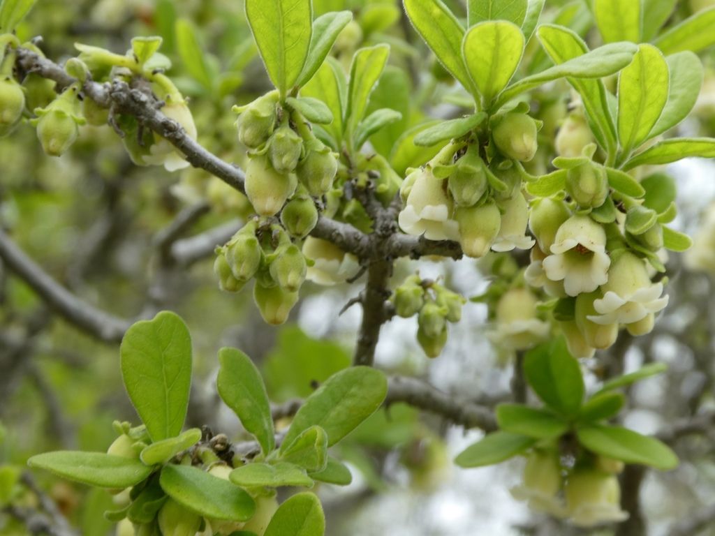 Texas persimmon (Diospyros texana)