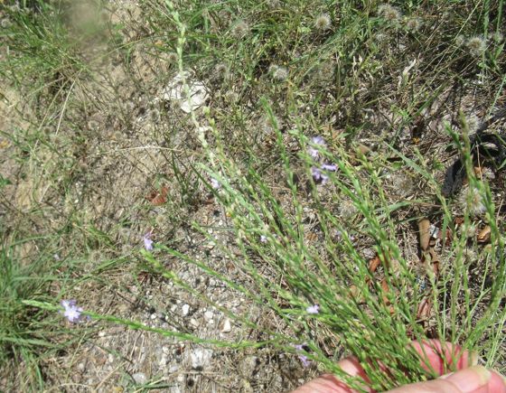 Texas vervain (Verbena halei)