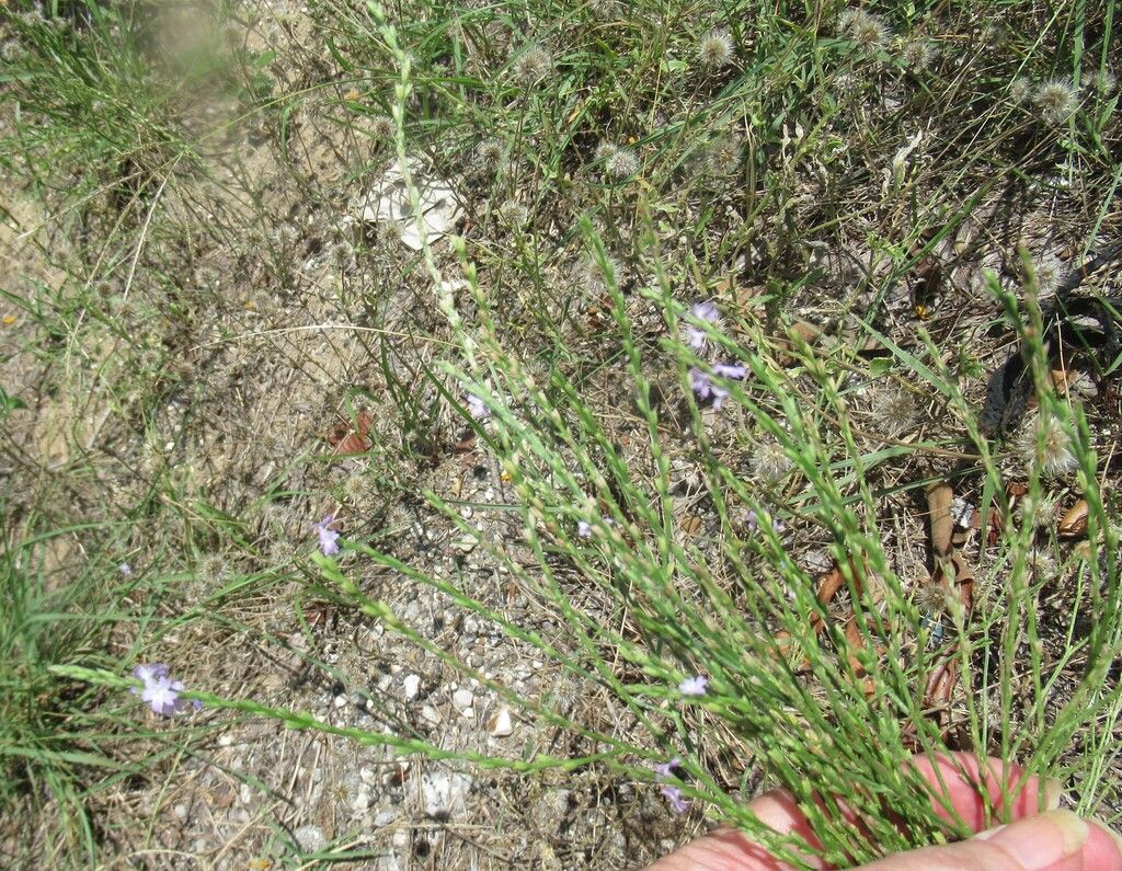 Texas vervain (Verbena halei)