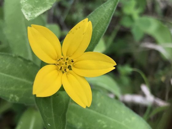 Texas yellow star (Lindheimera texana)