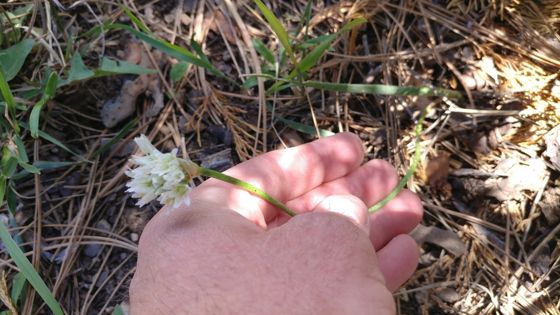Textile onion (Allium textile)