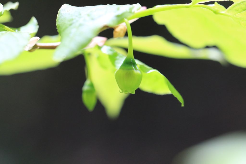 Thinleaf huckleberry (Vaccinium membranaceum)
