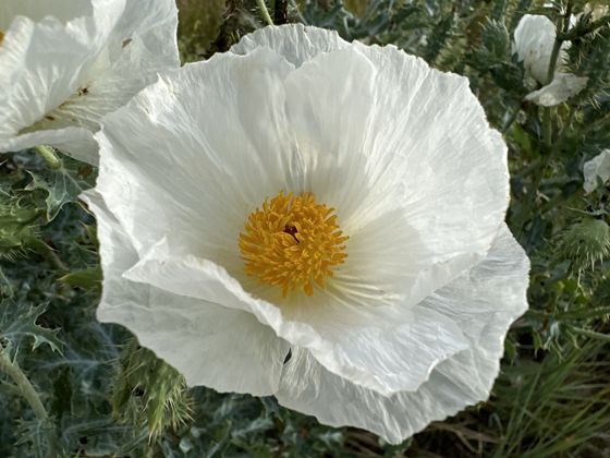 Thistle poppy (Argemone polyanthemos)