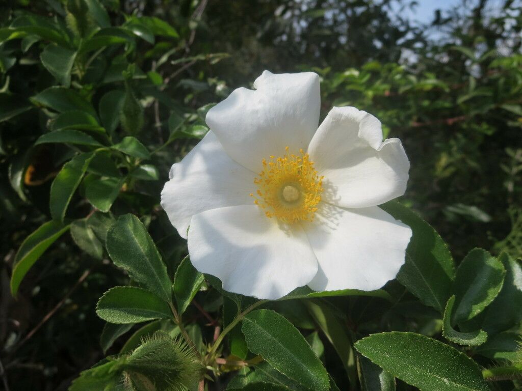 Three-leaved rose (Rosa laevigata)