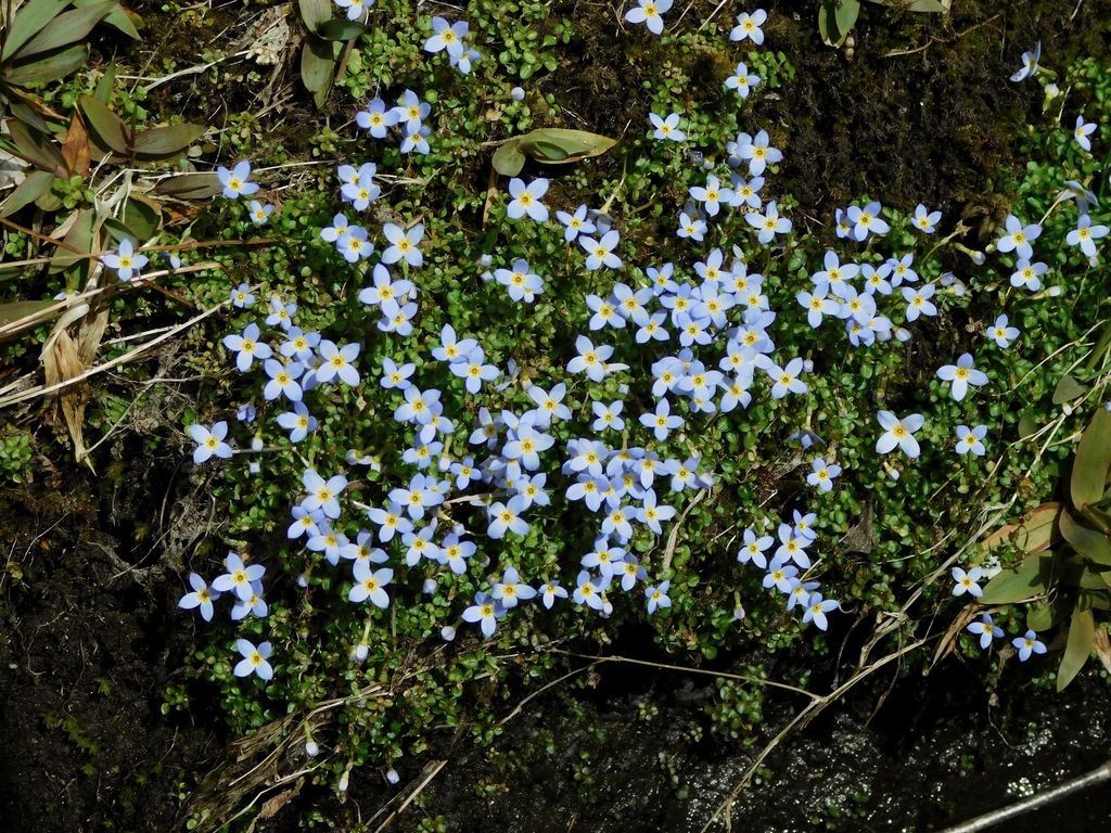 Thyme-leaved bluet (Houstonia serpyllifolia)