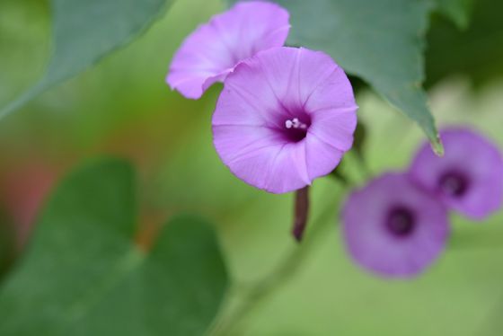 Tievine (Ipomoea cordatotriloba)