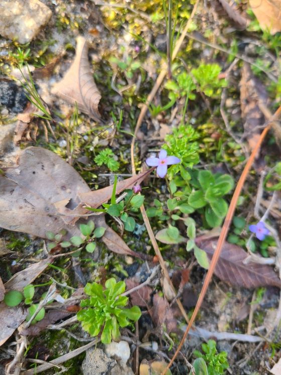 Tiny bluet (Houstonia pusilla)