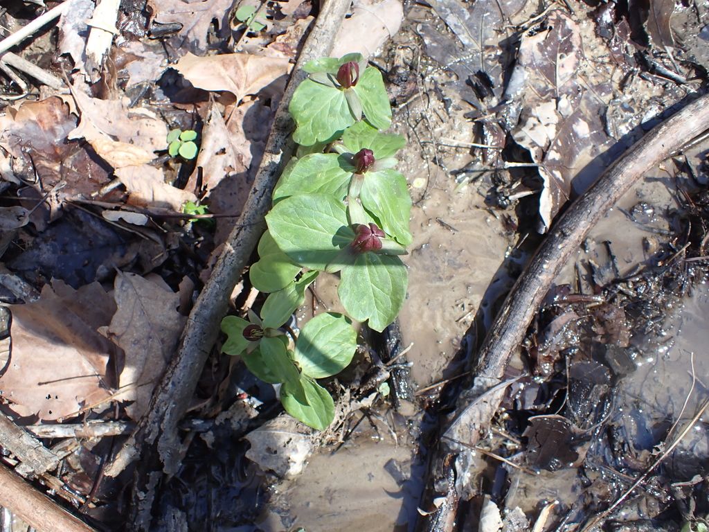 Toadshade (Trillium sessile)