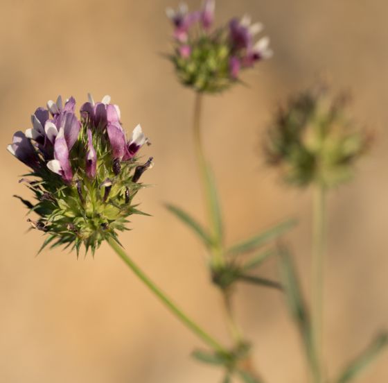 Tomcat clover (Trifolium willdenovii)