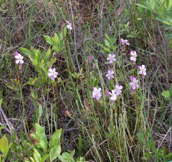 Tracy's sundew (Drosera tracyi)