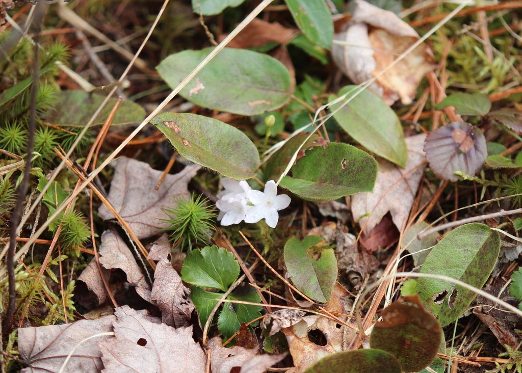 Trailing arbutus (mayflower) (Epigaea repens)