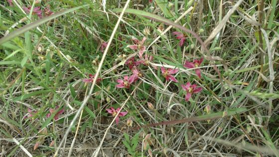 Trailing rhatany (Krameria lanceolata)