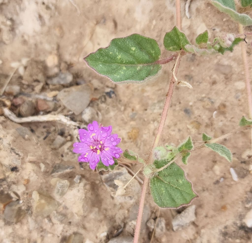 Trailing windmills (Allionia incarnata)