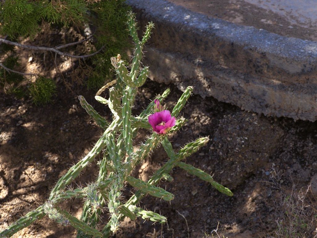 Tree cholla (Cylindropuntia imbricata)