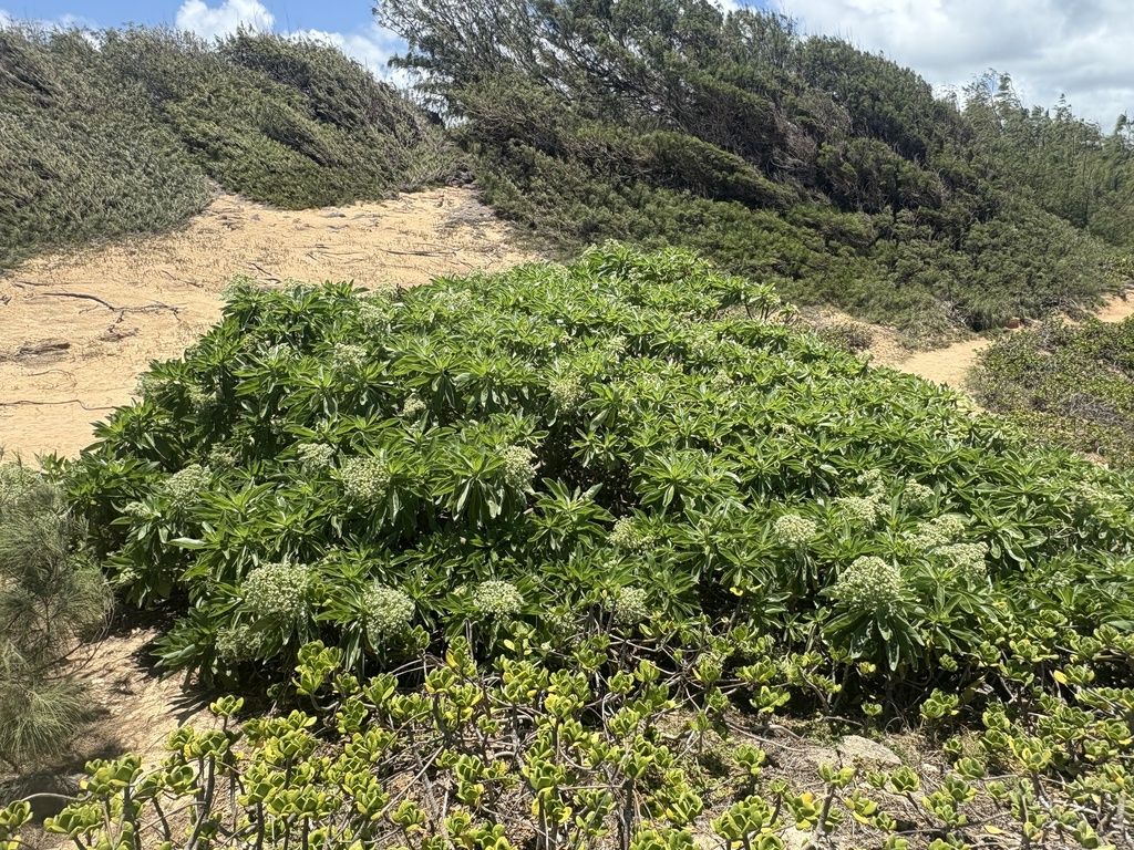Tree heliotrope (Heliotropium arboreum)