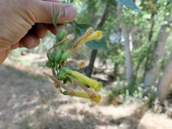 Tree tobacco (Nicotiana glauca)