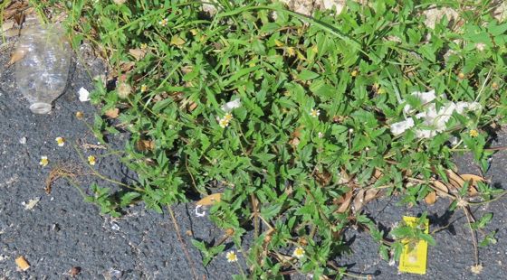 Tridax daisy (Tridax procumbens)