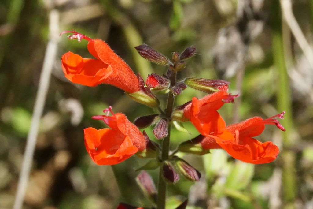Tropical sage (Salvia coccinea)