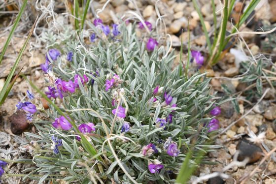 Tufted milkvetch (Astragalus spatulatus)