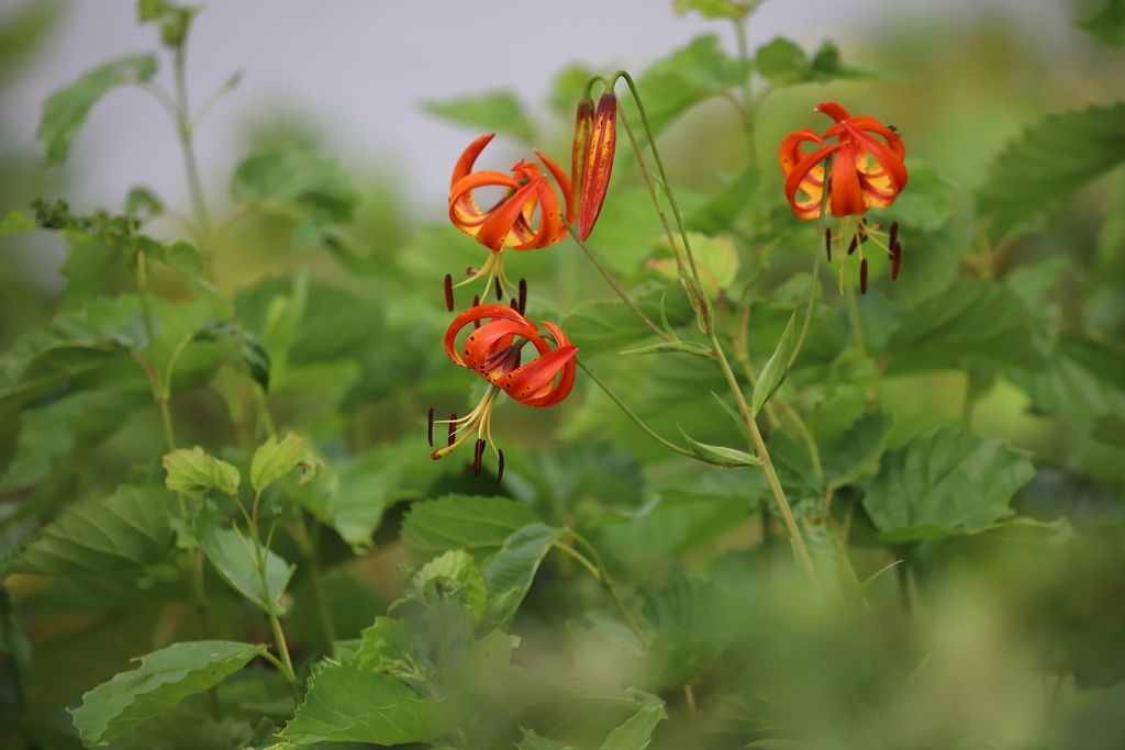 Turk's-cap lily (Lilium superbum)
