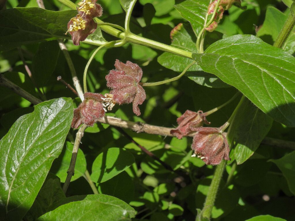 Twinberry honeysuckle (Lonicera involucrata)