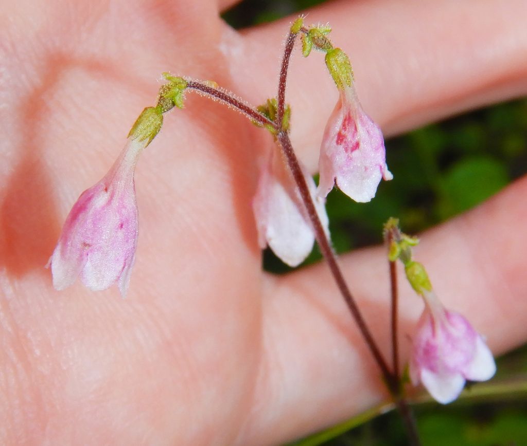 Twinflower (Linnaea borealis)