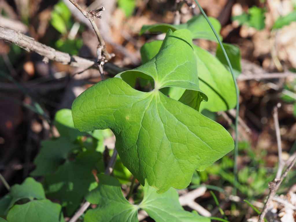 Twinleaf (Jeffersonia diphylla)