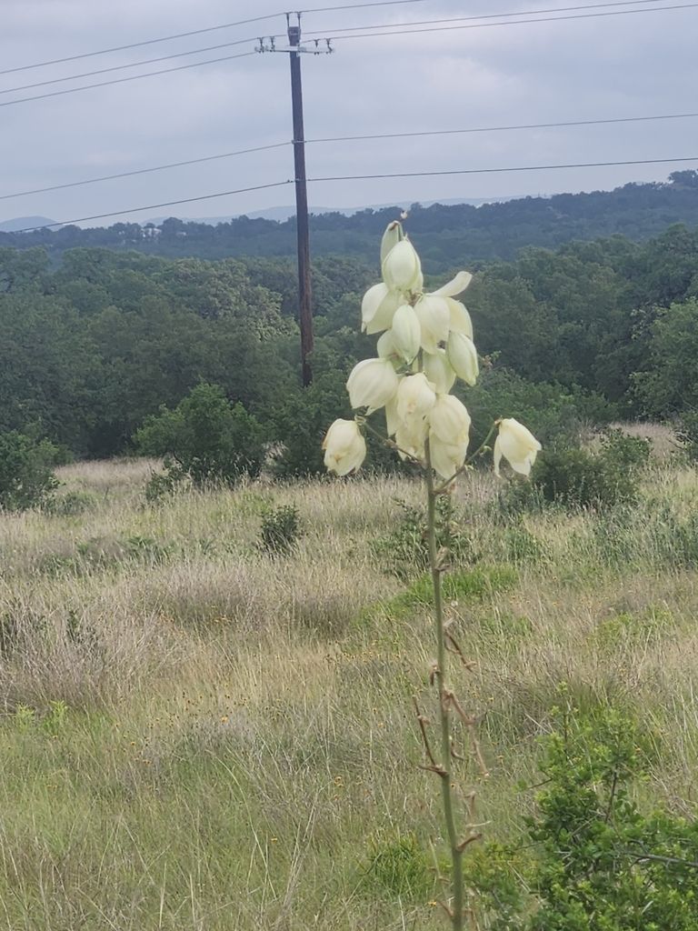 Twisted-leaf yucca (Yucca rupicola)
