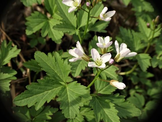 Two-leaved toothwort (Cardamine diphylla)
