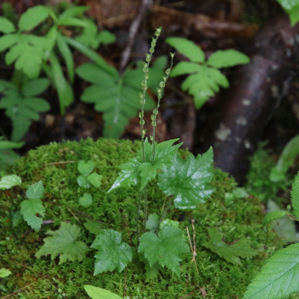 Twoleaf miterwort (Mitella diphylla)