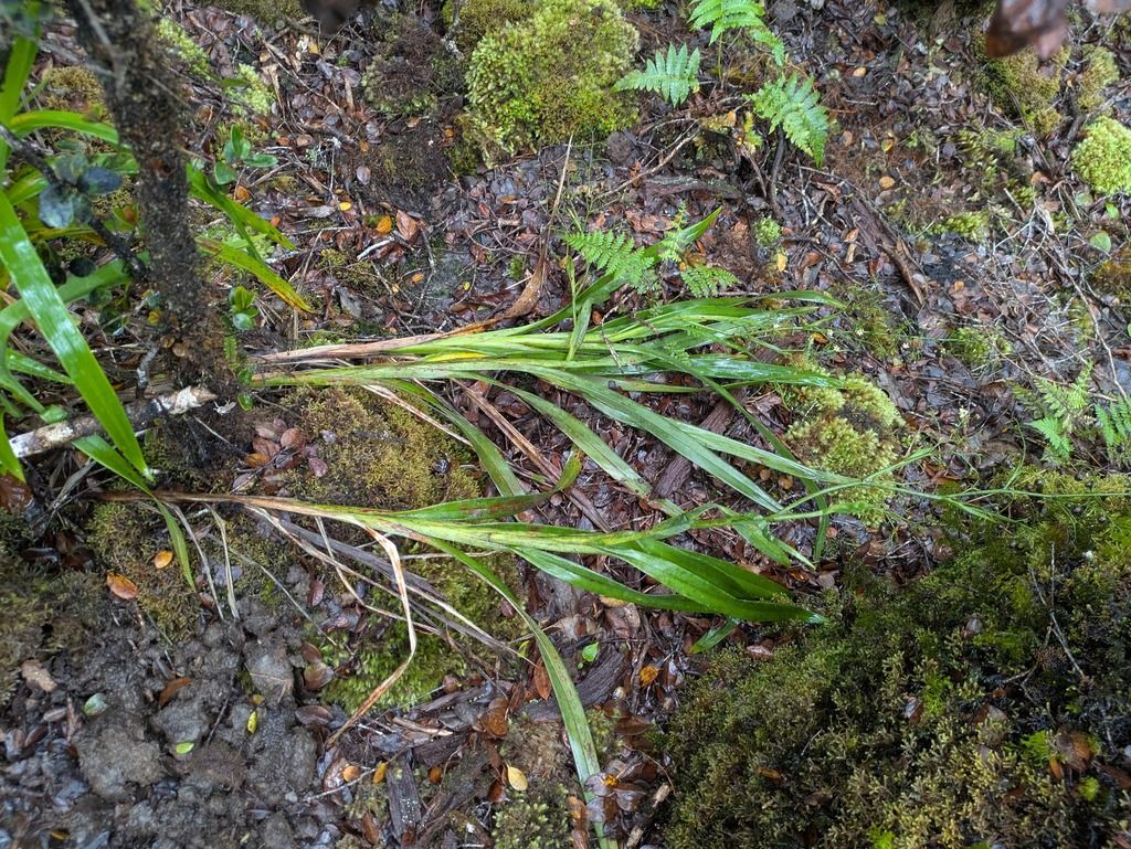 'uki'uki (Dianella sandwicensis)