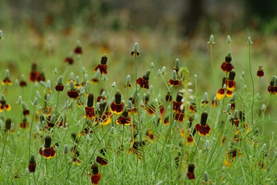 Upright prairie coneflower (Ratibida columnifera)