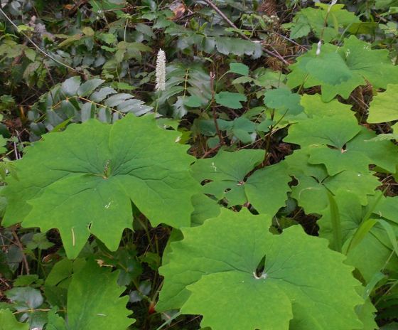 Vanilla leaf (Achlys triphylla)