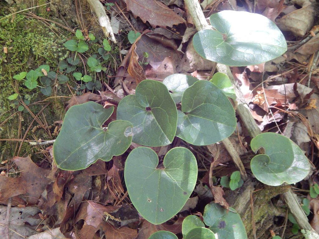 Variable-leaf heartleaf (Asarum heterophyllum)