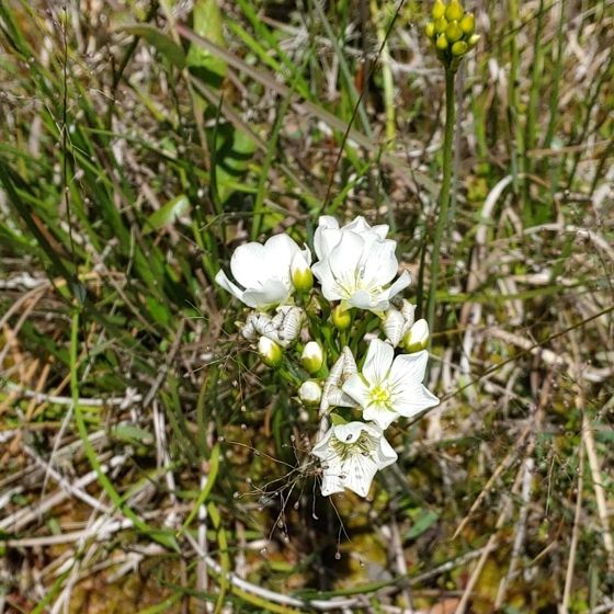 Venus flytrap (Dionaea muscipula)