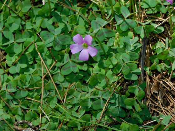 Violet woodsorrel (Oxalis violacea)