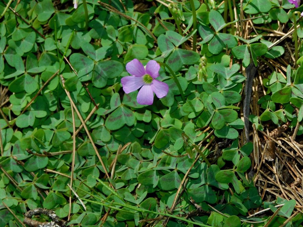 Violet woodsorrel (Oxalis violacea)