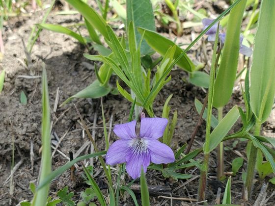 Violets (Viola)