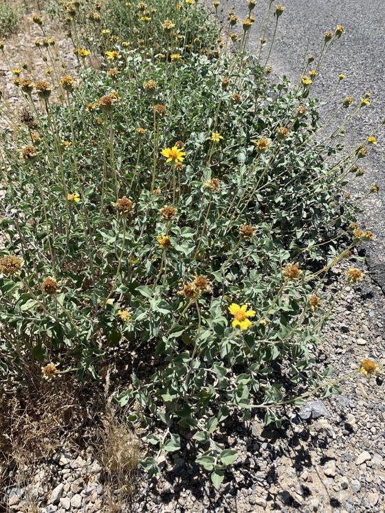 Virgin river brittlebush (Encelia virginensis)