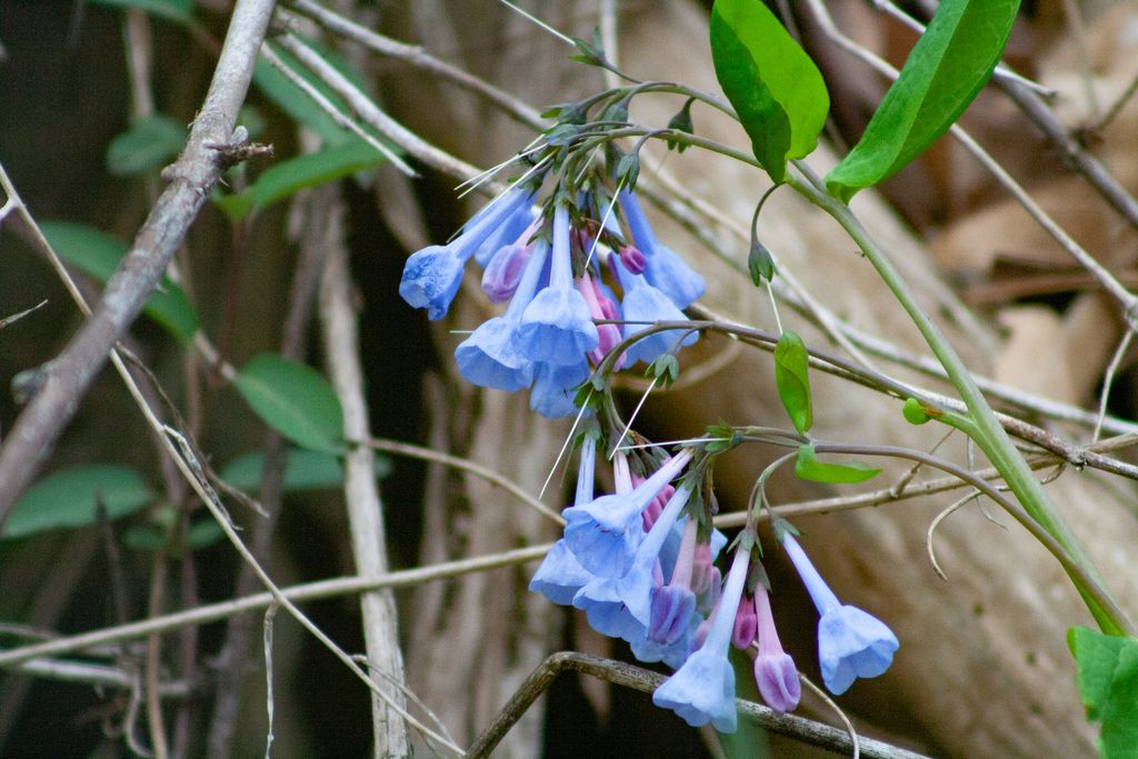 Virginia bluebells (Mertensia virginica)
