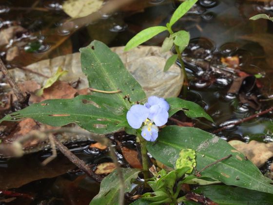 Virginia dayflower (Commelina virginica)