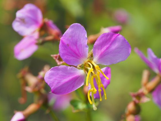 Virginia meadowbeauty (Rhexia virginica)