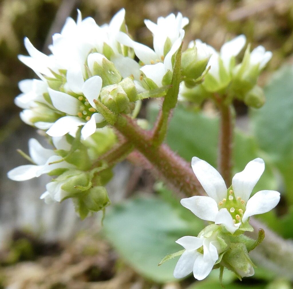 Virginia saxifrage (Micranthes virginiensis)